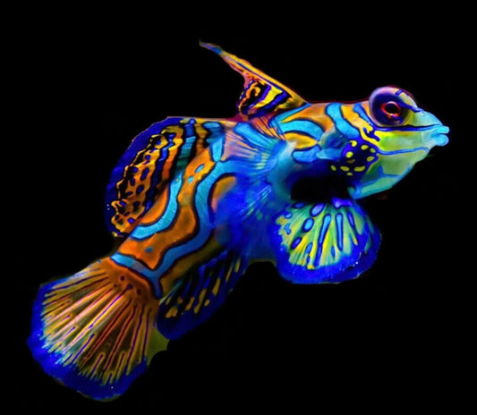 Mandarin Goby (Synchiropus splendidus)