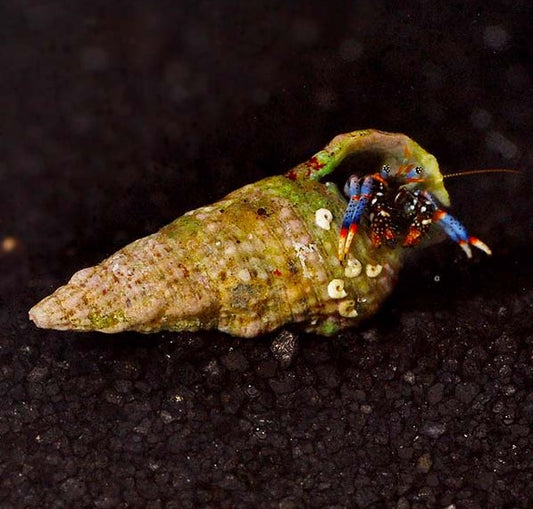 Blue Legs Hermit Crab ( Clibanarius tricolor )