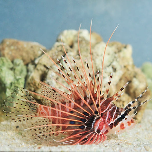 Antennata Lionfish