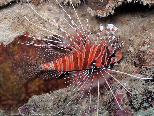 Antennata Lionfish