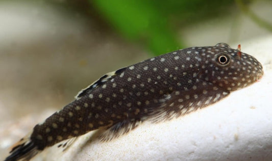 Borneo Sucker Loach