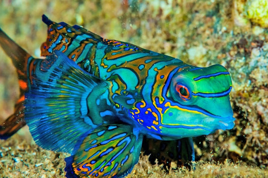 Mandarin Goby (Synchiropus splendidus)