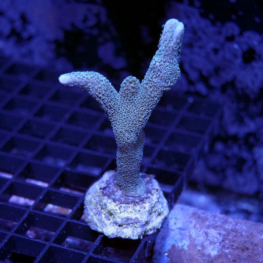 Montipora Digitata Blue