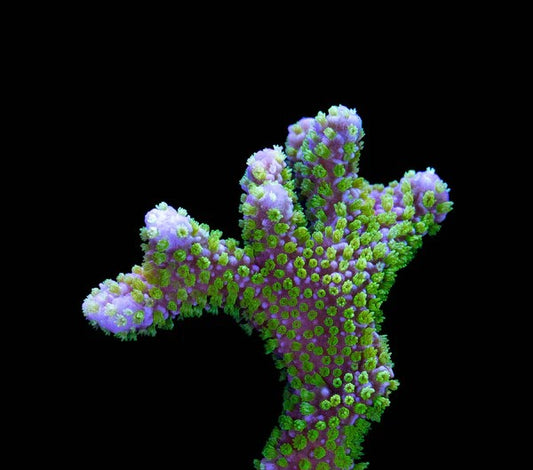 Green Montipora Digitata Frag