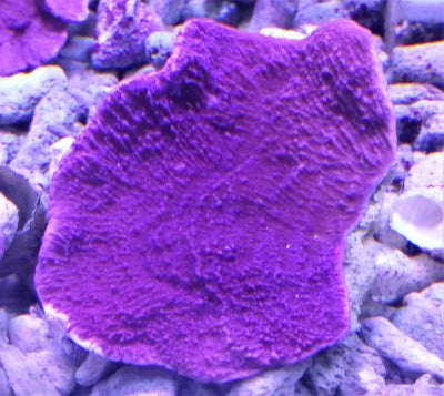 Purple Montipora Capricornis Frag