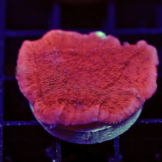 Red Montipora Capricornis Frag