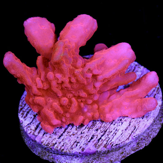 Montipora Setosa SPS