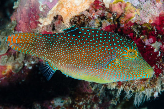 Pearl Toby Puffer (Canthigaster Margeritatus)