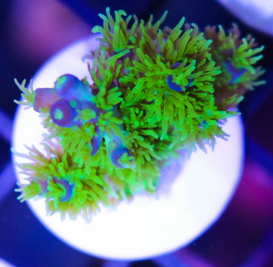 RR Marven the Martian Acropora