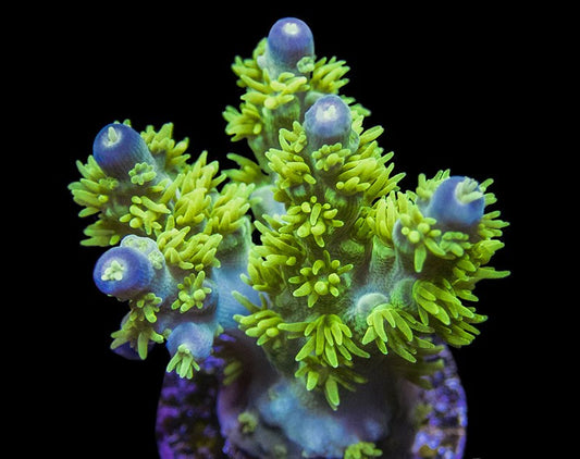 RR Marven the Martian Acropora