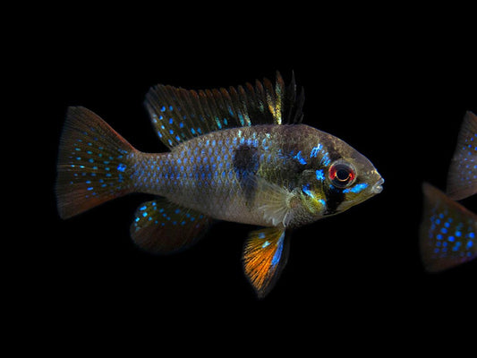 Black Ramirezi (Mikrogeophagus Ramirezi)