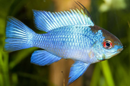 Blue Electric Ramirezi (Mikrogeophagus ramirezi. Sp)