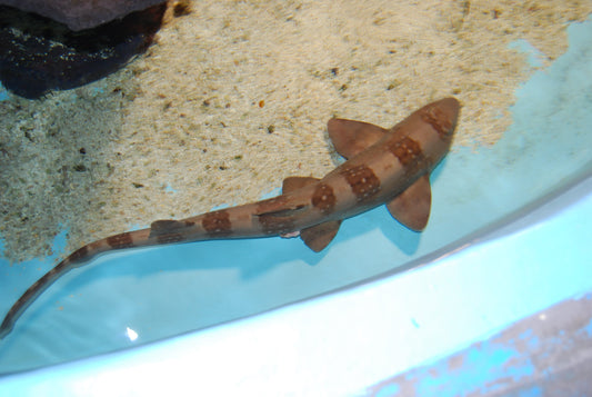 Bamboo Shark (Chiloscyllium plagasium)