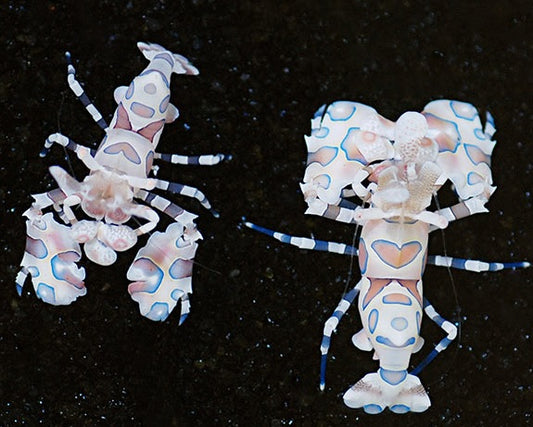 Harlequin Shrimp ( Hymenocera elegans )