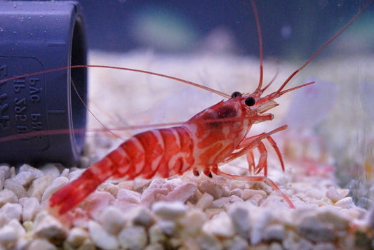 Kuekenthal Cleaner Shrimp (Lysmata Kuekenthali)