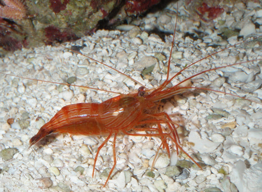 Peppermint Shrimp (Lysmata wurdemanni )