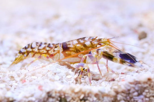 Tiger Pistol Shrimp (Alpheus formosus)