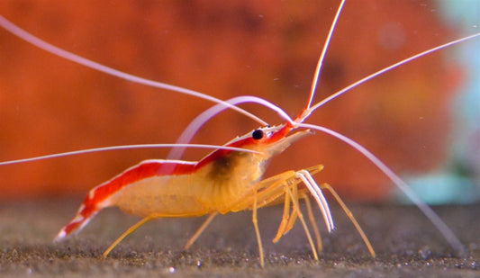 Cleaner Shrimp ( Lysmata amboinensis )