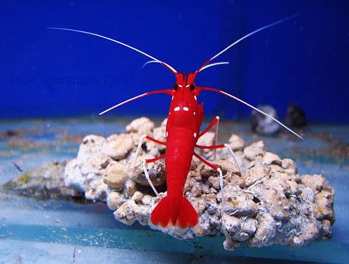 Blood Red Fire Shrimp (Lysmata debelius)