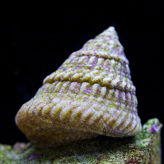 Turban Snail (Tectus Fenestratus)