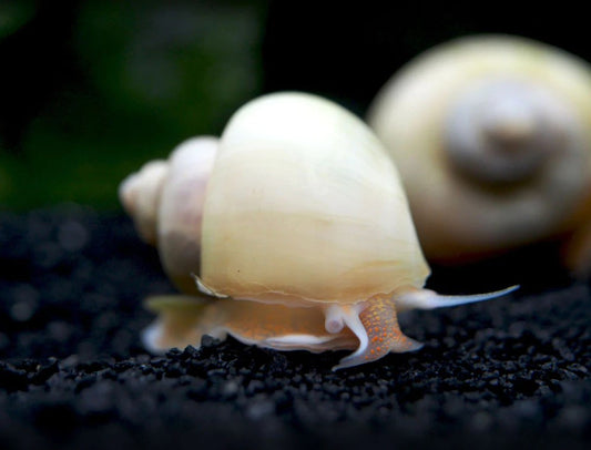 Ivory White Mystery Snail (Pomacea bridgesii)