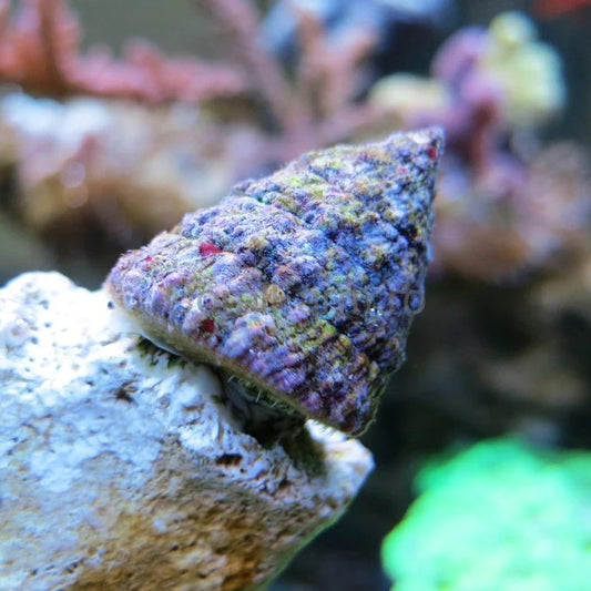 Turban Snail (Tectus Fenestratus)