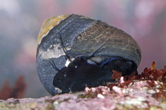 Margarita Snail (Margarites pupillus)