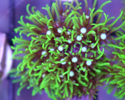 Green Star Polyps Frag ( Pachyclavularia violacea )