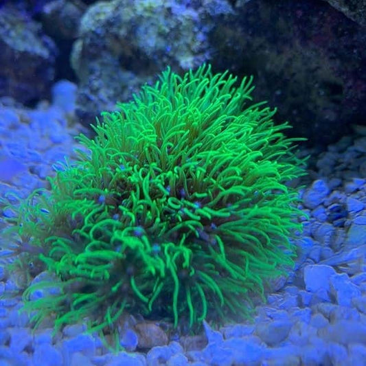 Neon Green Star Polyps Frag ( Pachyclavularia violacea )