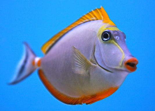 Blonde Naso Tang ( Naso elegans )