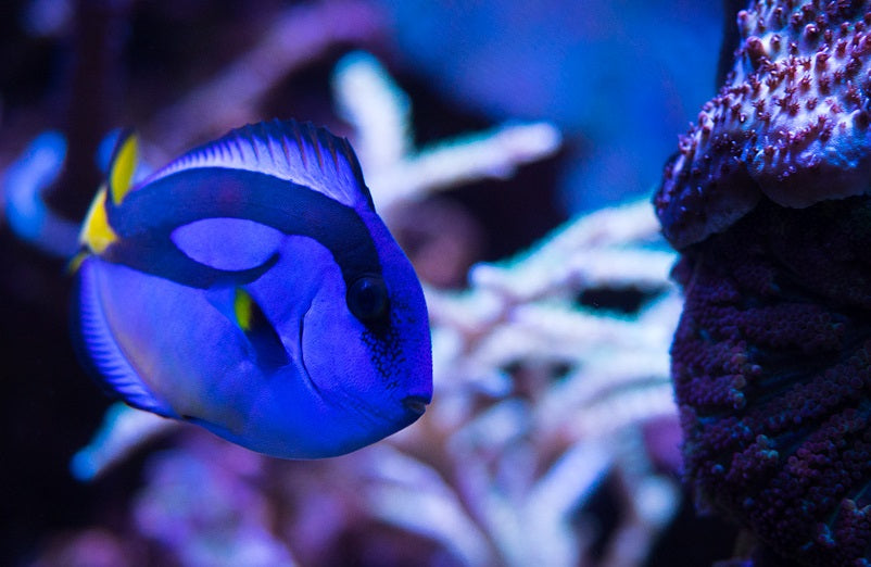 Blue Hippo Tang (Paracanthurus hepatus)