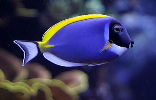 Powder Blue Tang (Acanthurus leucosternon)