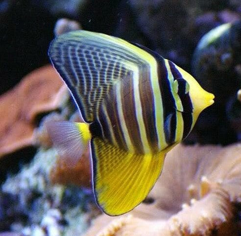 Sailfin Tang ( Zebrasoma velifer )