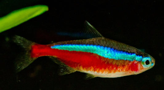 Tetra Cardinal (Paracheirodon axelrodi)