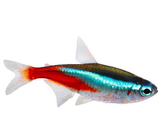 Tetra Neon (Paracheirodon innesi)