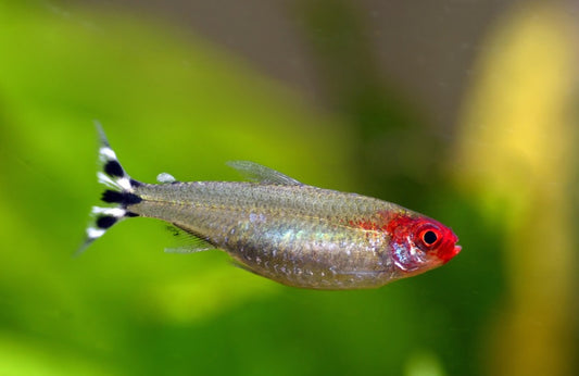 Rummy Nose Tetra (Hemigrammus rhodostomus)