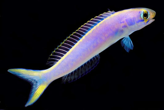 Flashing Tilefish (Hoplolatilus chlupatyi)