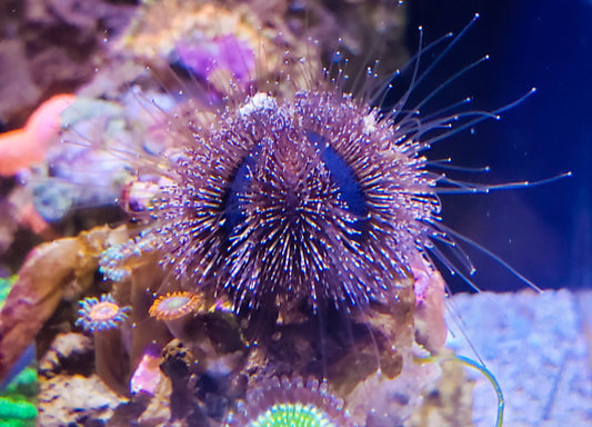 Tuxedo Urchin (Mespilia globulus)