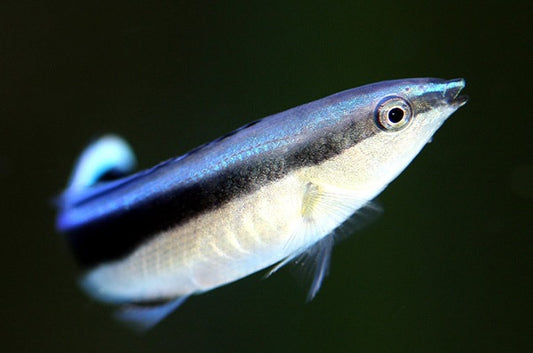 Bluestreak Cleaner Wrasse (Labroides dimidiatus)