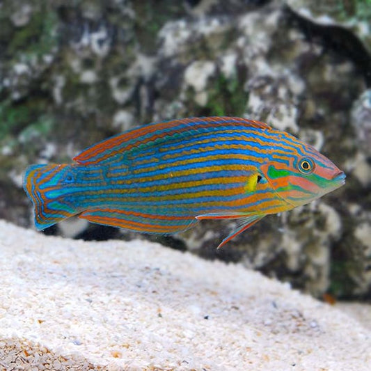 Melanurus Wrasse (Halichoeres melanurus)