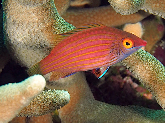 Pink-Streaked Wrasse (Pseudocheilinops ataenia)