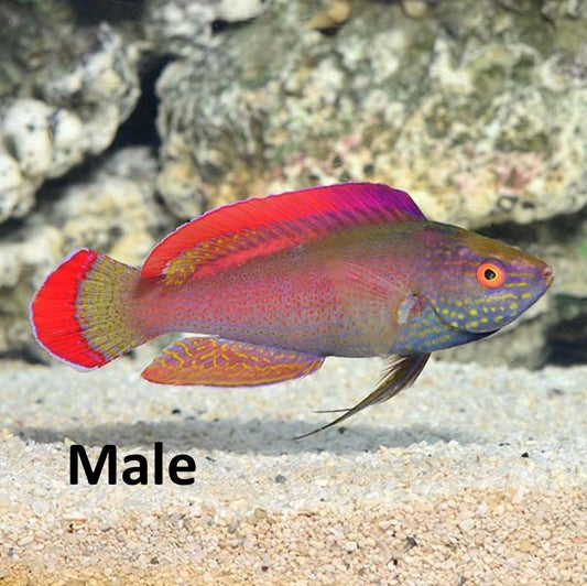 Red Margin Fairy Wrasse (Cirrhilabrus rubrimarginatus)