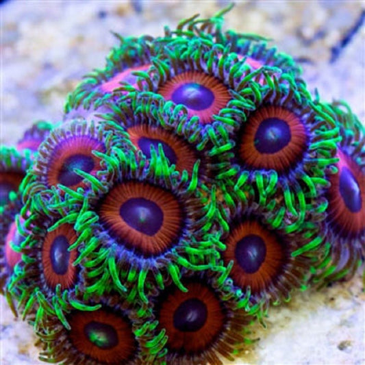 Eagle Eye Zoas