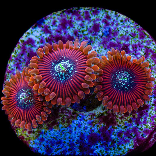 Red Magician Zoanthid