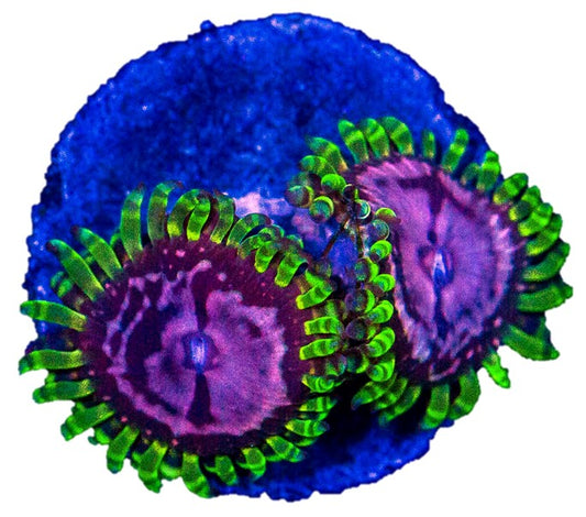 Purple Monster Zoas