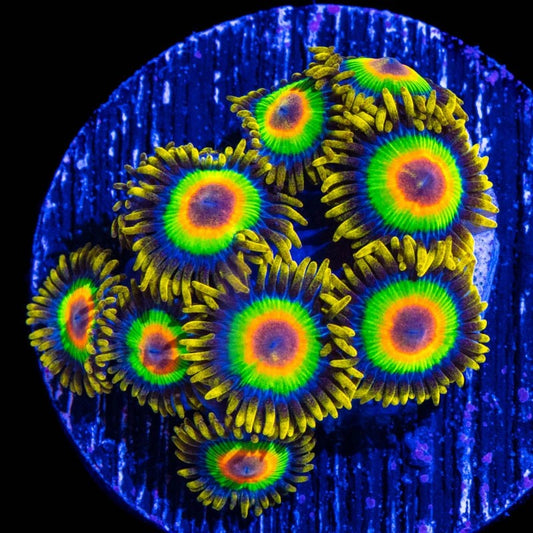 Rasta Zoas