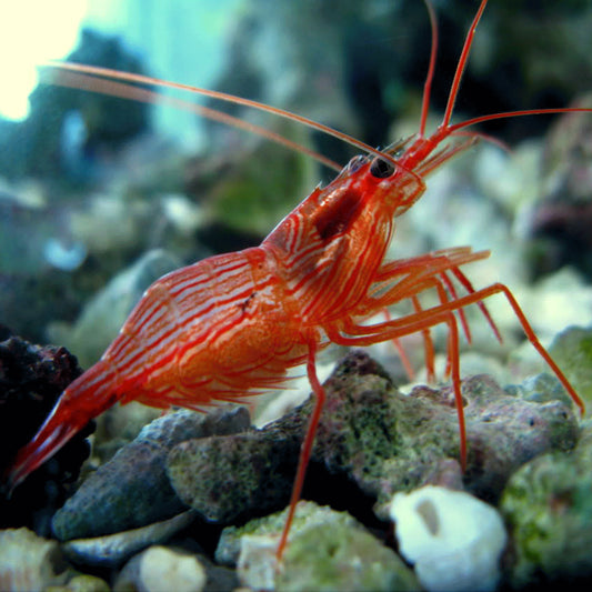 Peppermint Shrimp. ( Lysmata Wurdemanni )