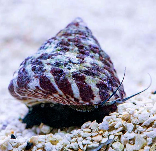 Trochus Snail (Trochus Histrio)